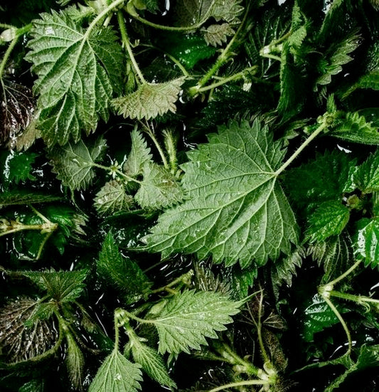 L’ortica nel fieno per i conigli: 🍃 alimento naturale e benefico