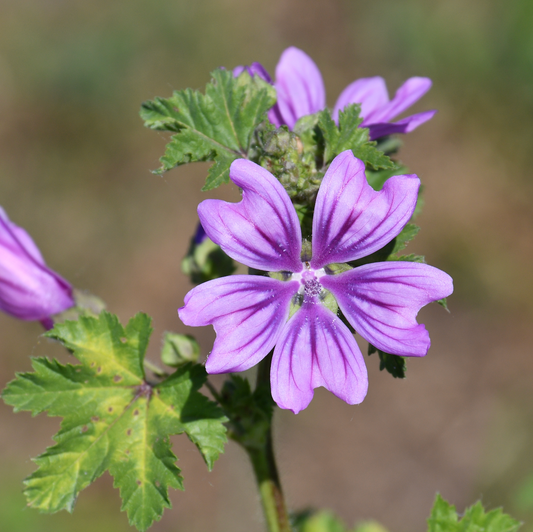 Conosci i benefici della Malva ?