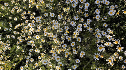 La camomilla nel fieno:  🌼 un dono naturale per il benessere del tuo coniglio !